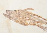 Incredible Fossil Shark (Pararhincodon) - Lebanon #10885-4